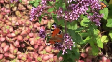 Beautiful butterfly on the flower of a sage plant in the sunshine.