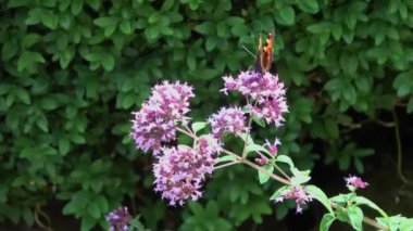 Beautiful butterfly on the flower of a sage plant in the sunshine.