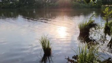 Swimmer in a lake with sunlight reflecting at the water surface.