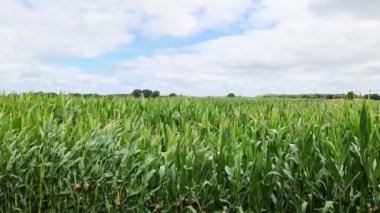 Güneşte ve bulutlarda mısır bitkisi olan yüksek bir tarla manzarası.
