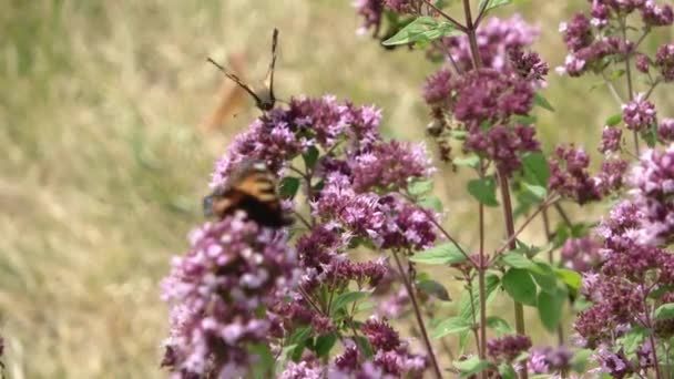 Beautiful Butterfly Flower Sage Plant Sunshine — 图库视频影像