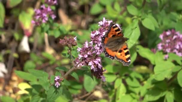 Beautiful Butterfly Flower Sage Plant Sunshine — Vídeos de Stock