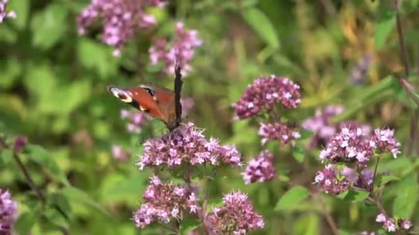 Beautiful Butterfly Flower Sage Plant Sunshine — ストック動画