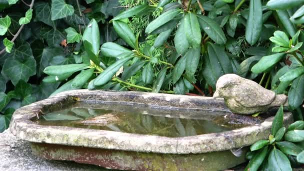 Wasp Has Problems Water Bird Bath Finally Manages Itself — Stockvideo