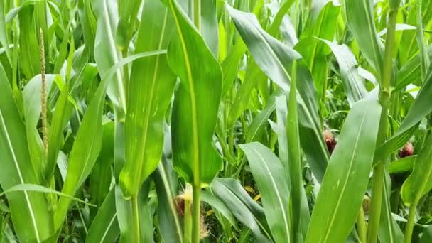 View Tall Field Corn Plant Sun Clouds — Stok video