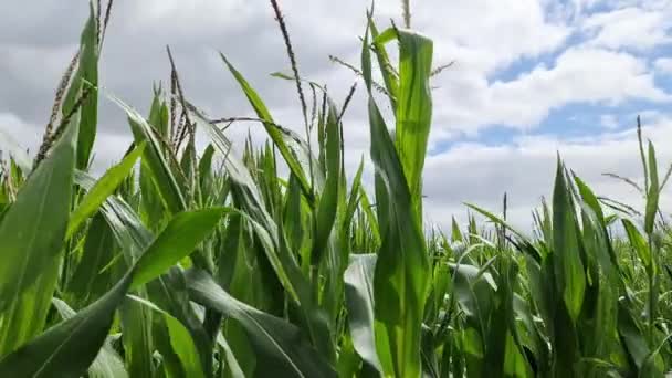 View Tall Field Corn Plant Sun Clouds — стоковое видео