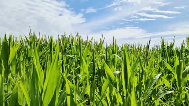 View Tall Field Corn Plant Sun Clouds — Vídeos de Stock