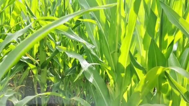 View Tall Field Corn Plant Sun Clouds — Stock Video