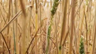 Top view over a rye field in good weather.