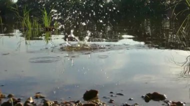 Beautiful view at a lake with the light of the sunset on the water surface.