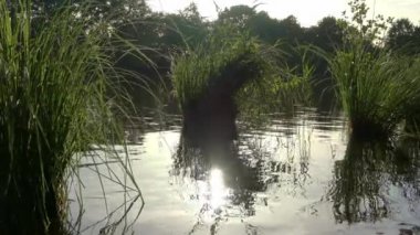 Beautiful view at a lake with the light of the sunset on the water surface.
