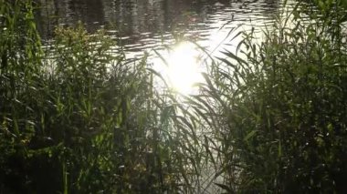 Beautiful view at a lake with the light of the sunset on the water surface.