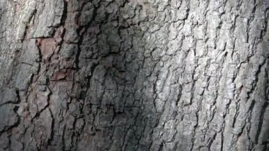 Light reflections from the waves on a water surface reflected onto the tree bark.