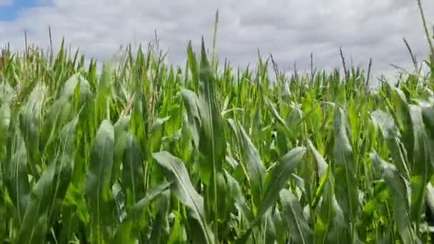 View Tall Field Corn Plant Sun Clouds — Wideo stockowe