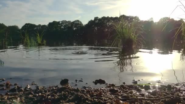 Beautiful View Lake Light Sunset Water Surface — Stock Video