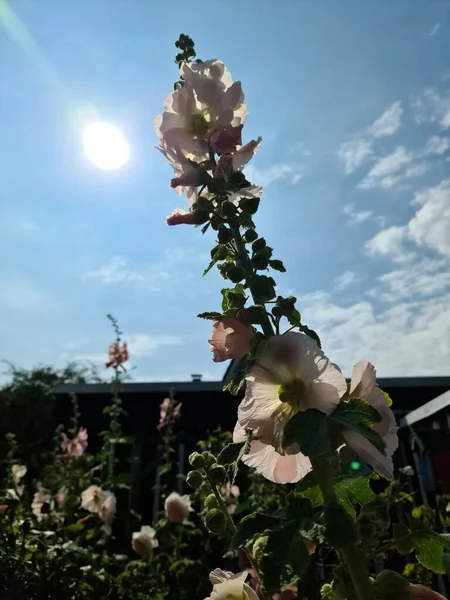 Schöne Blumen Einem Europäischen Garten Verschiedenen Farben — Stockfoto