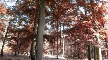 Enchanting view into an orange-brown mystical autumn forest.