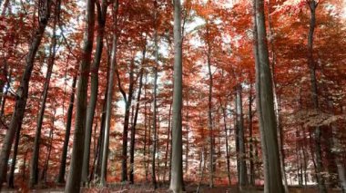 Enchanting view into an orange-brown mystical autumn forest.