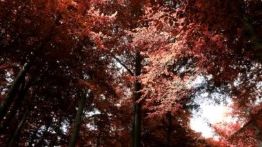 Enchanting view into an orange-brown mystical autumn forest.
