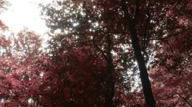 Enchanting view into an orange-brown mystical autumn forest.