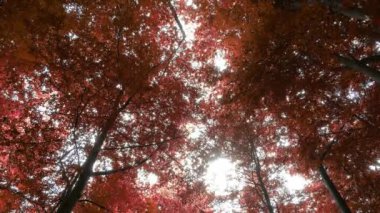 Enchanting view into an orange-brown mystical autumn forest.