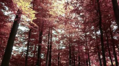 Enchanting view into an orange-brown mystical autumn forest.
