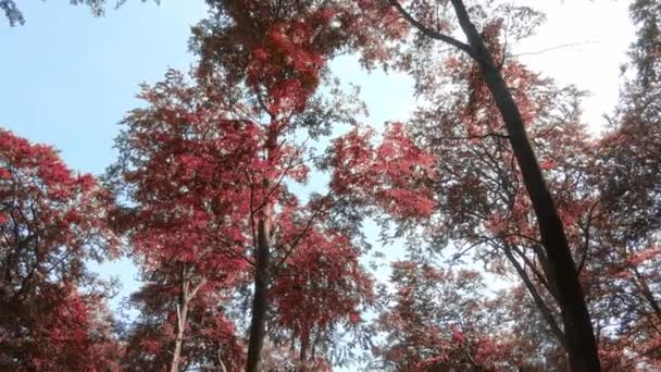 Enchanting View Orange Brown Mystical Autumn Forest — ストック動画