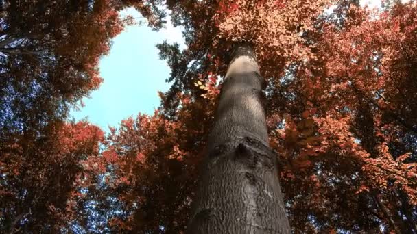 Enchanting View Orange Brown Mystical Autumn Forest — Video Stock
