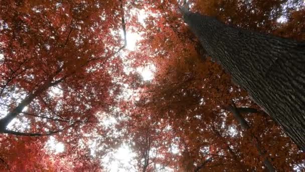 Enchanting View Orange Brown Mystical Autumn Forest — Stockvideo