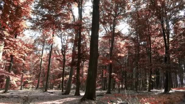 Enchanting View Orange Brown Mystical Autumn Forest — Vídeos de Stock