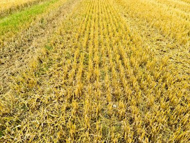 Close up view at the surface of golden straw