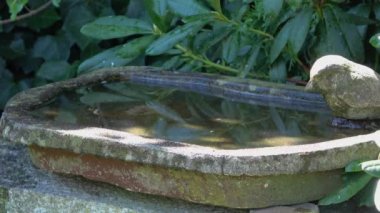 Time lapse of an empty bird bath with sunlight shadows moving in the water.