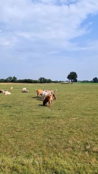 Krowy Pasą Się Zielonej Łące Słoneczny Dzień — Wideo stockowe