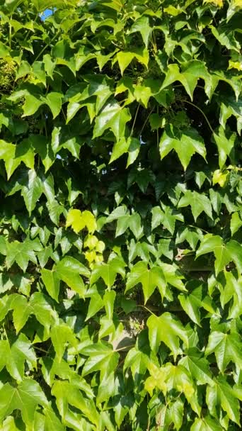 Lots Insects Flying Wine Leaf Hedge — Stok video