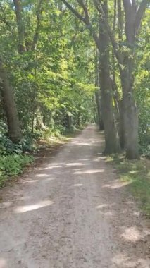Walking on a footpath in a dense green forest with bright sunlight casting deep shadow