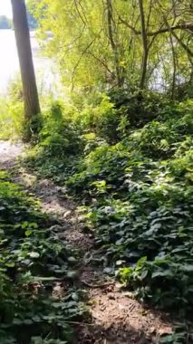 Movement onto a lake in the sunshine with trees on the shore