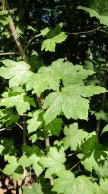 Green leaves of a tree in the sunlight moving slowly in the wind.