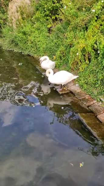 Swan Walking Cobblestone Path Close Water Port Germany — Stok video