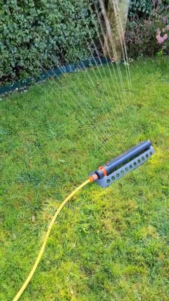 Lawn Sprinkler Watering Garden Flowers Lawn Area — Wideo stockowe