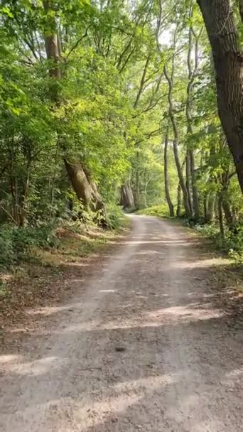 Walking Footpath Dense Green Forest Bright Sunlight Casting Deep Shadow — Vídeo de stock