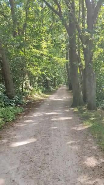 Walking Footpath Dense Green Forest Bright Sunlight Casting Deep Shadow — Video