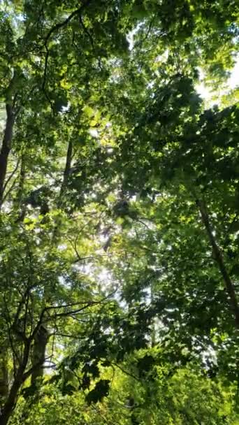 Belle Vue Dans Une Forêt Verte Dense Avec Soleil Éclatant — Video