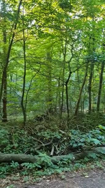 Όμορφη Θέα Ένα Πυκνό Πράσινο Δάσος Έντονο Ηλιακό Φως Ρίχνει — Αρχείο Βίντεο