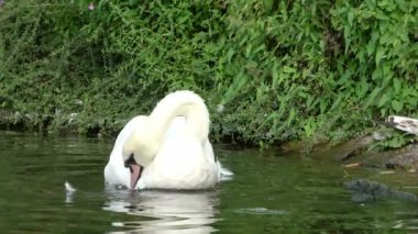 Hamburg Alster 'de güneşli bir günde iki kuğu beyaz tüylerini temizliyor..