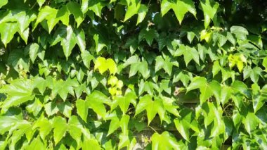 Lots of insects flying around at a wine leaf hedge.