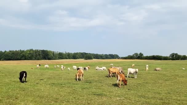 Vacas Pardas Pastando Prado Verde Día Soleado — Vídeos de Stock