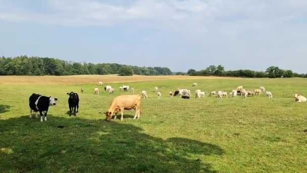 Vacas Pardas Pastando Prado Verde Día Soleado — Vídeos de Stock