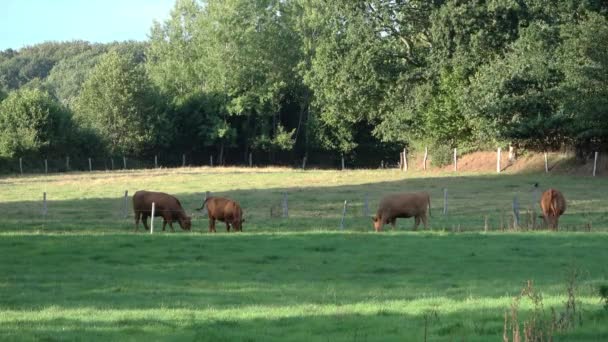 Vacas Marrons Pastando Prado Verde Dia Ensolarado — Vídeo de Stock