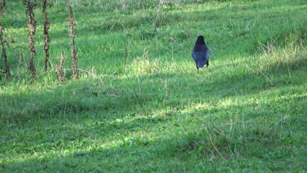 Черная Ворона Бежит Зеленому Лугу — стоковое видео