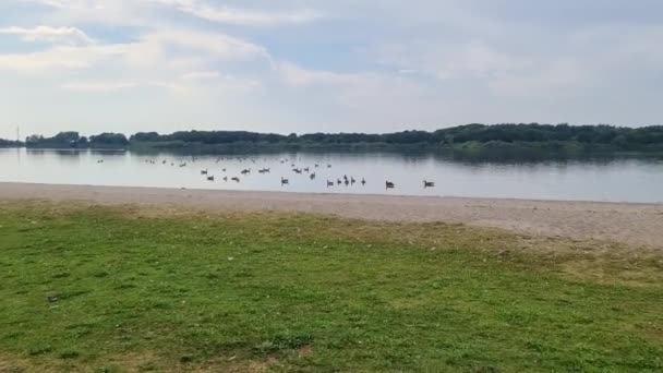 Lots Beautiful European Goose Birds Lake Sunny Day — Stock Video